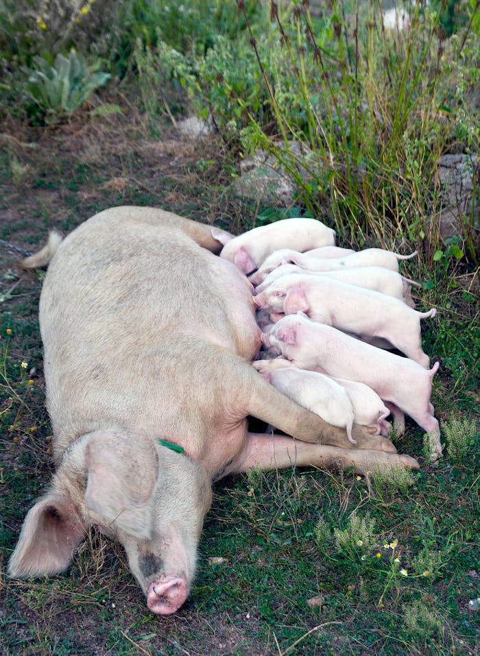 why-choose-us A mother pig feeding her piglets in a lush rural area, showcasing nurturing and nature.