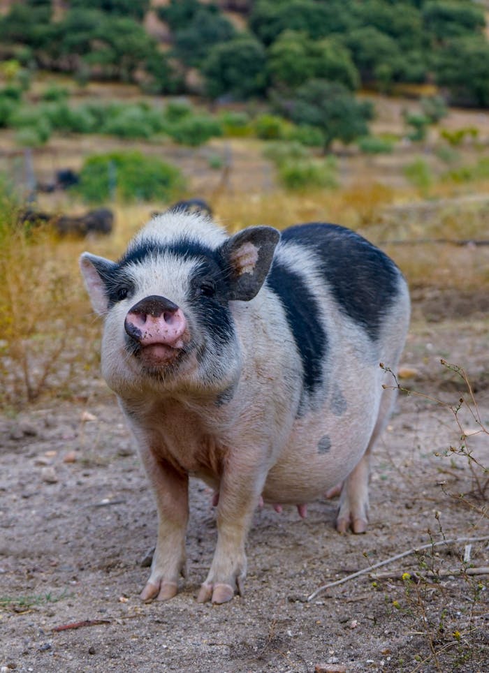 services-03 Charming pig standing in a rural field, showcasing countryside tranquility