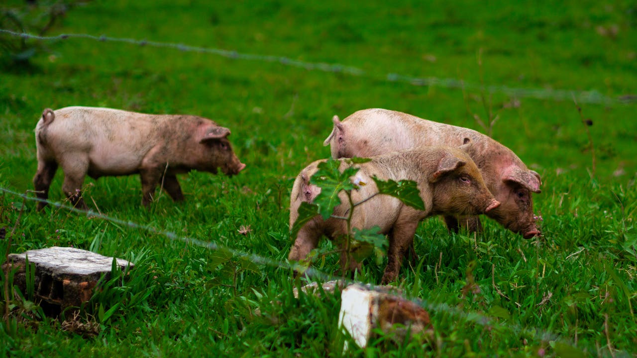 services-02 Piglets exploring and grazing on a lush rural farm field, surrounded by greenery.