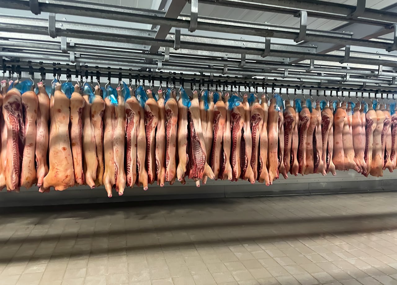 gallery-1 Rows of pork carcasses hang in industrial slaughterhouse refrigerator.