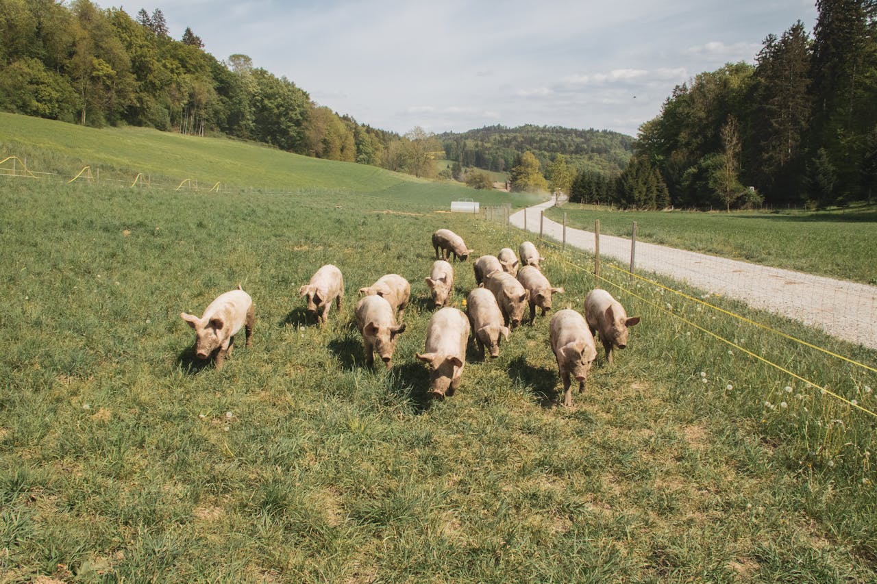 services-01 Group of pigs grazing in a lush field near Zürich, Switzerland, surrounded by beautiful rural landscape.