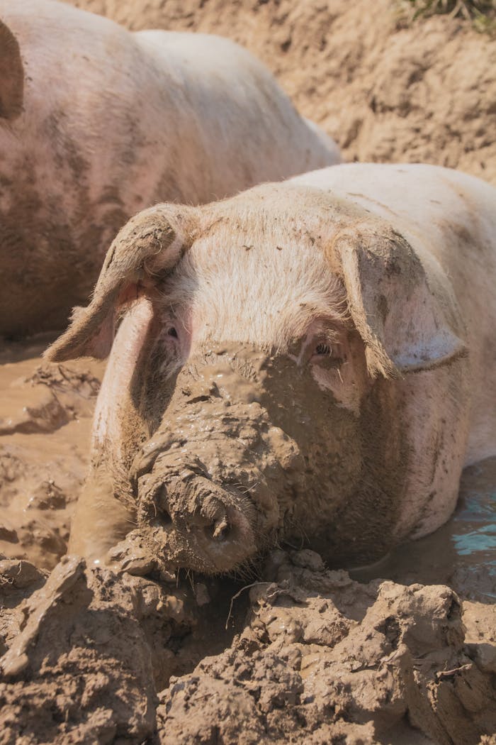 Close-up of a pig covered in mud on a farm in Zürich, Switzerland, showcasing natural animal behavior.